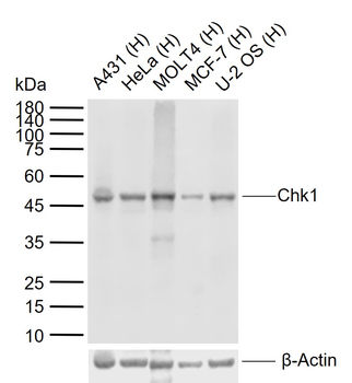 Chk1 Recombinant Rabbit Monoclonal Antibody