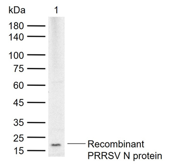 PRRSV N Rabbit Polyclonal Antibody