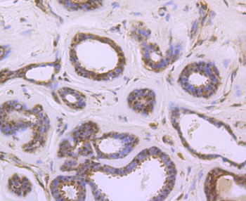 EDG1 Recombinant Rabbit Monoclonal Antibody