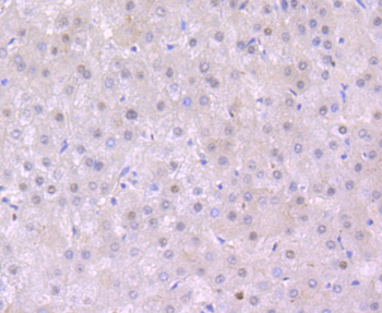 EDG1 Recombinant Rabbit Monoclonal Antibody