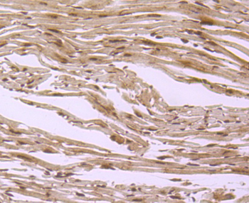 EDG1 Recombinant Rabbit Monoclonal Antibody