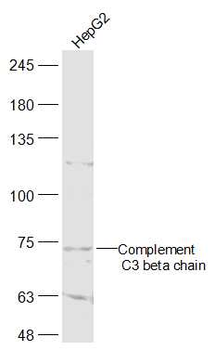Complement C3 beta chain Rabbit Polyclonal Antibody
