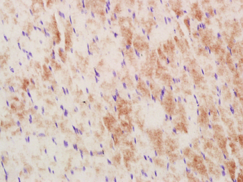 MUL1 Rabbit Polyclonal Antibody