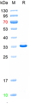 Recombinant human HAVCR1 protein, N-His