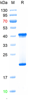 Recombinant human COL10A1 protein, N-His