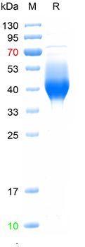 Recombinant mouse PD-L1 protein, C-His (HEK293)