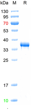 Recombinant mouse CD3E protein, C-mFc (HEK293)