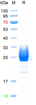 Recombinant human TMEM106B protein, N-Trx-His