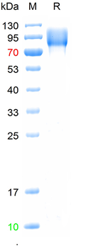 Recombinant human GPNMB protein, C-His (HEK293)