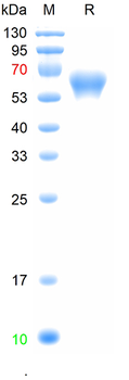 Recombinant human ROR1 protein, C-His (HEK293)