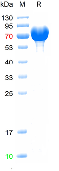 Recombinant human EPHA7 protein, N-His (HEK293)