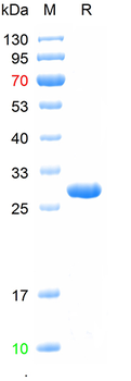 Recombinant human CD86 protein, C-His