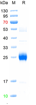 Recombinant human CCBE1 protein, His