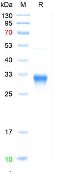 Recombinant human Fibulin 5 protein, C-His