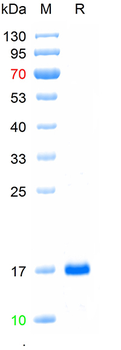 Recombinant dog Cystatin-C protein, C-His (HEK293)