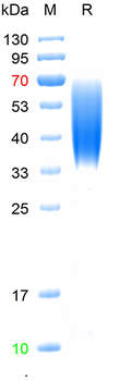 Recombinant mouse CD86 protein, C-His (HEK293)