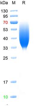 Recombinant human CD86 protein, C-His (HEK293)