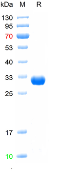 Recombinant human EPOR protein, C-His (HEK293)