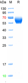 Recombinant human Podoplanin protein, C-hFc (HEK293)