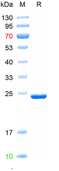Recombinant human TRAIL protein, N-His