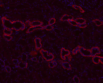 Goat Anti-Rabbit IgG H&L, BF594 conjugated