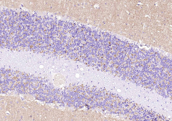 Synaptophysin Rabbit Polyclonal Antibody