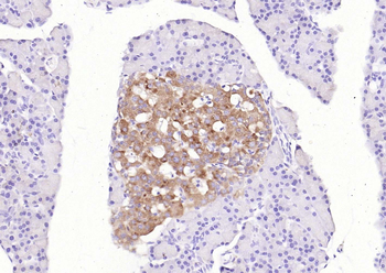 Synaptophysin Rabbit Polyclonal Antibody