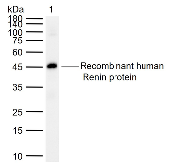 Renin Mouse Monoclonal Antibody