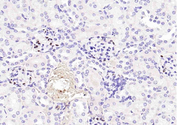 P57 Kip2 Mouse Monoclonal Antibody