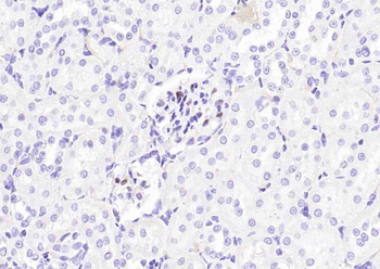 P57 Kip2 Mouse Monoclonal Antibody