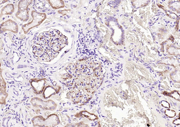 Nestin Mouse Monoclonal Antibody