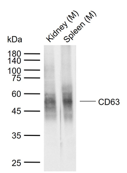 CD63 Recombinant Rabbit Monoclonal Antibody
