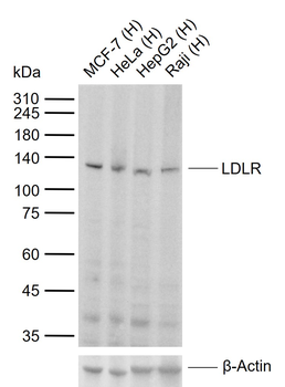LDLR Recombinant Mouse Monoclonal Antibody