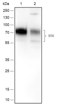 5T4 Recombinant Rabbit Monoclonal Antibody