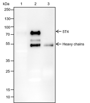5T4 Recombinant Rabbit Monoclonal Antibody