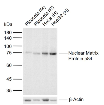 Nuclear Matrix Protein p84 Recombinant Rabbit Monoclonal Antibody
