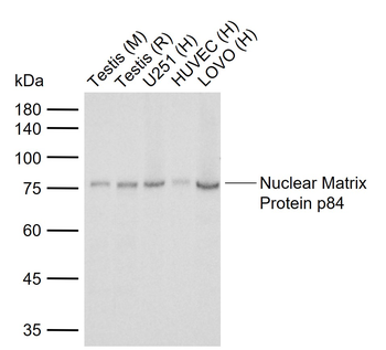 Nuclear Matrix Protein p84 Recombinant Rabbit Monoclonal Antibody