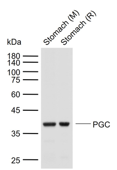 PGC Mouse Monoclonal Antibody