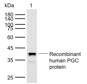 PGC Mouse Monoclonal Antibody