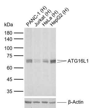 ATG16L1 Recombinant Rabbit Monoclonal Antibody