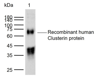 Clusterin Rabbit Polyclonal Antibody