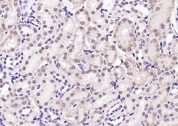 PTGES2 Rabbit Polyclonal Antibody