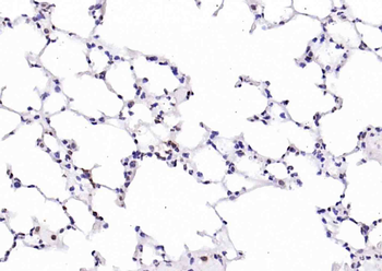 PTGES2 Rabbit Polyclonal Antibody