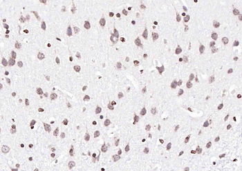 PTGES2 Rabbit Polyclonal Antibody