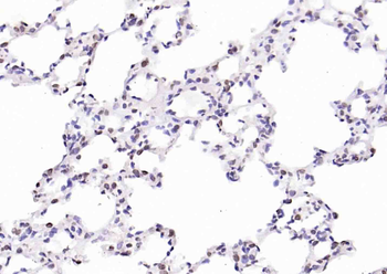 PTGES2 Rabbit Polyclonal Antibody