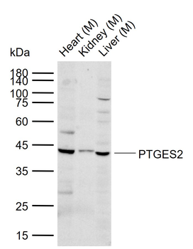 PTGES2 Rabbit Polyclonal Antibody