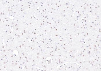 Phospho-PIN1 (Ser16) Rabbit Polyclonal Antibody