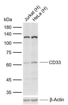 CD33 Rabbit Polyclonal Antibody