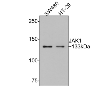 JAK1 Recombinant Rabbit Monoclonal Antibody