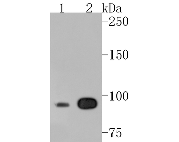 CLOCK Recombinant Rabbit Monoclonal Antibody